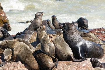 Naklejka premium Seal Colony