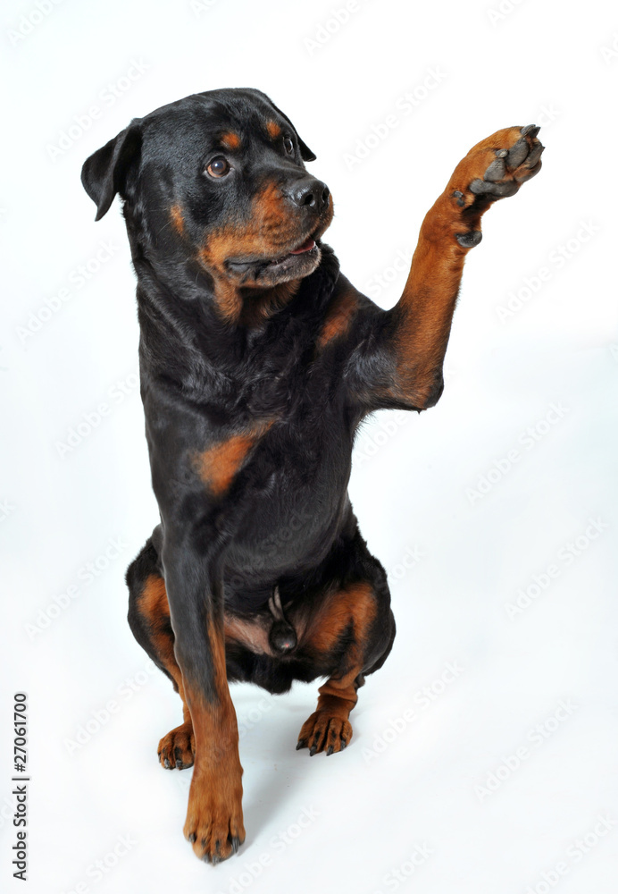 Canvas Prints rottweiler say 