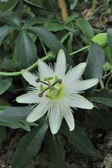 Passiflora caerulea / Passiflore 'Constance Eliott'