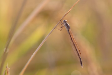 イトトンボ　dragonfly