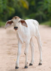 Obraz na płótnie Canvas Cute, young calf with big ears