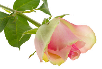 beautiful white-pink rose