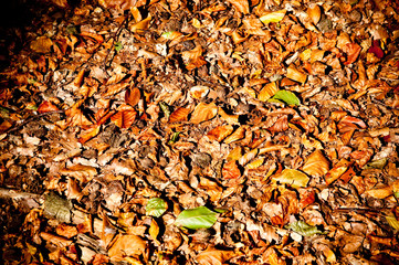 fallen leaves from trees in autumn