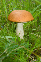 Красный гриб