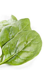 Fresh spinach leaves over white