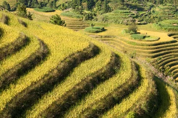 Fotobehang Rice terraces - Guangxi, south China © Delphotostock