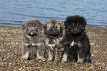 brochette de trois bébés dogue du Tibet