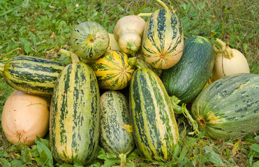 Vegetable marrows 28