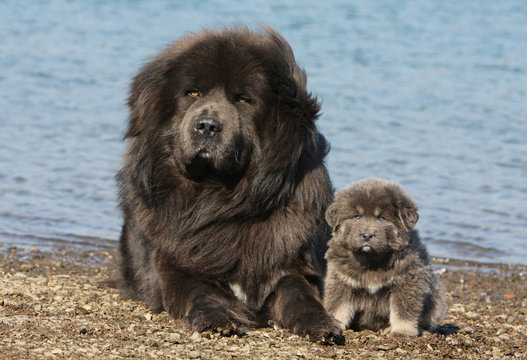 72 Best Tibet Dogge Images Stock Photos Vectors Adobe Stock