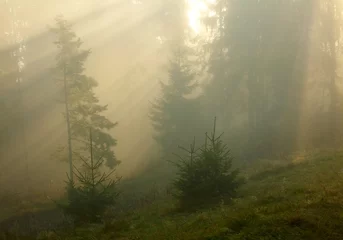  Beautiful morning in the forest © SJ Travel Footage