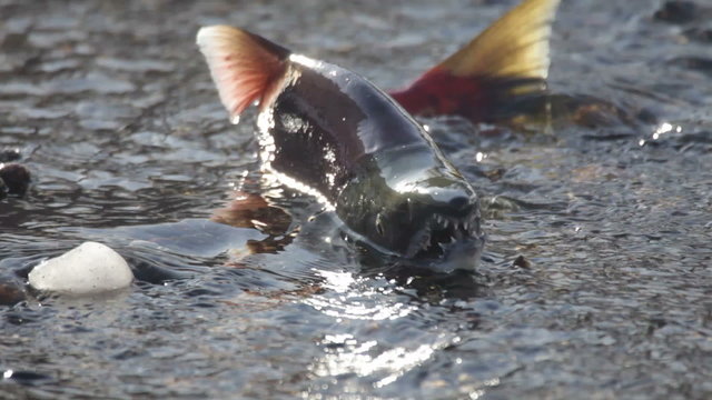 Salmon, spawning