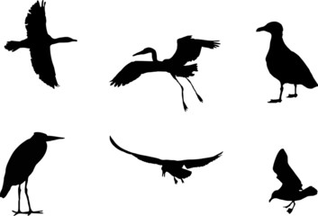 six birds