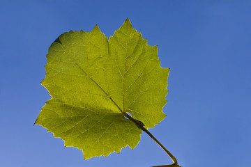 Vine leaf on a blue sky background