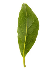 Bay Leaf