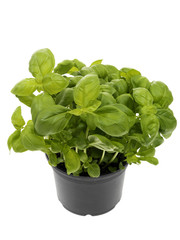 Basil Plant