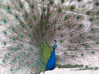 Obraz premium Pfau schlägt Rad