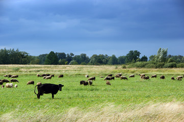 cow and sheep herd at the meadow - storm coming