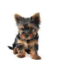 Puppy of the Yorkshire Terrier in front on white background