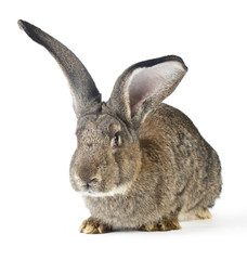 big rabbit