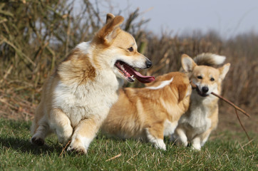 ballet des welsh corgies