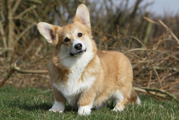 air farceur du welsh corgi
