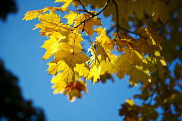 Fototapeta na wymiar Farbenpracht im Herbst