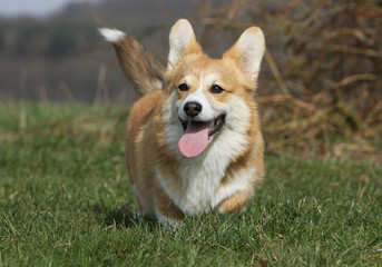 gaiet&eacute; du welsh corgi pembroke