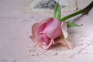 Fototapeta premium Rose auf altem Brief