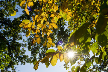 Farbenpracht im Herbst