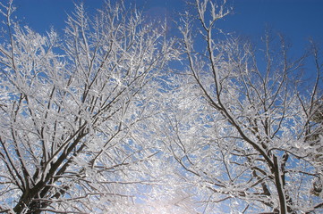 Alberi con gelo di neve