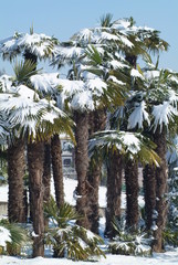 Gruppo di palme coperte di neve