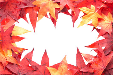 Multicolored autumn leaves frame border, copyspace on white
