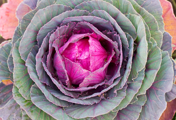 Obraz premium Decorative cabbage background