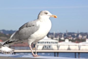Fototapeta na wymiar seagull standing by the sea