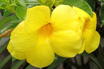 fleurs tropicales exotiques jaunes, allamandas