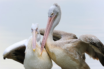 Pelicans in Love