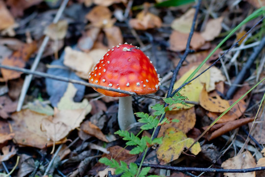 Toadstool in the forest surrounded by dry leaves