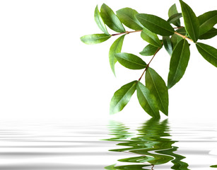 myrtle on water