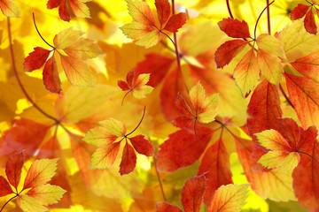 Autumn