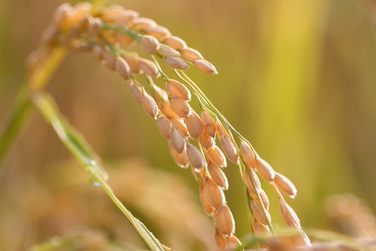 稲穂　Ears of rice