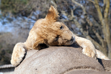 Baby-Lion