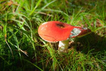 Russule mushroom
