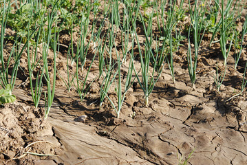 Plantación de cebollas