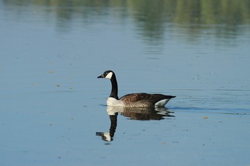 Kanadagans