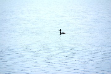 Grèbe huppé © LEGOS7365