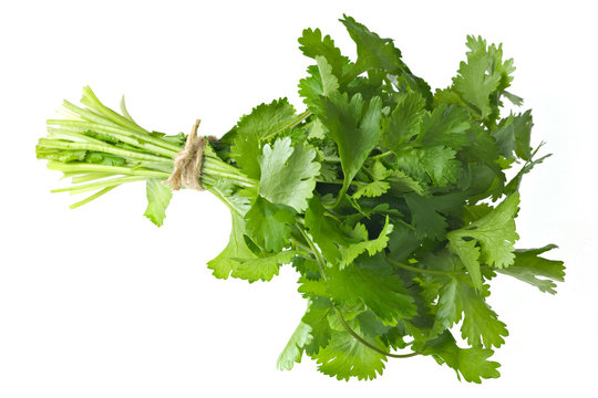 1 286 Best Coriandre Images Stock Photos Vectors Adobe Stock