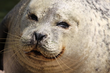 Seehund © Martina Berg