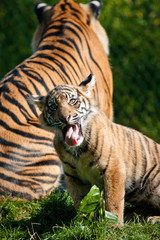 Fototapeta na wymiar Tiger cub