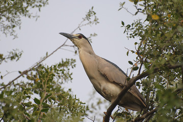 Ave de presa, Guairabo, Nycticorax violaceus.