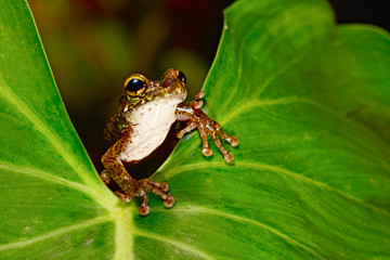 exotic tropical tree frog on leaf Osteocephalus leprieurii